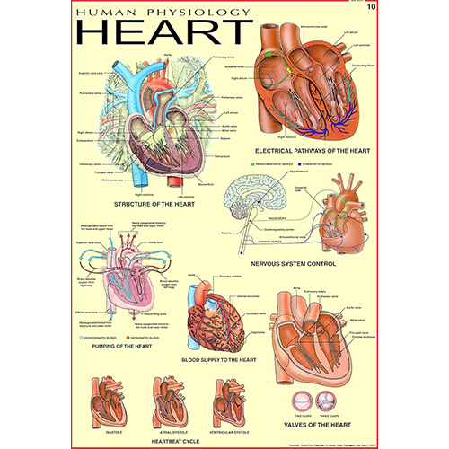 Charts & Posters